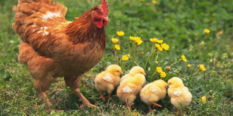 Giải mã giấc mơ thấy gà với nhiều ý nghĩa lớn