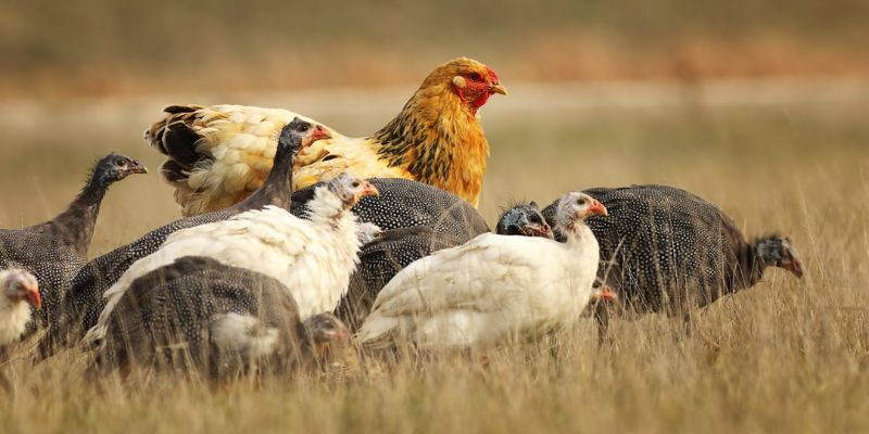 Lý do nên đánh đề với phương pháp mơ thấy gà tại 11Bet