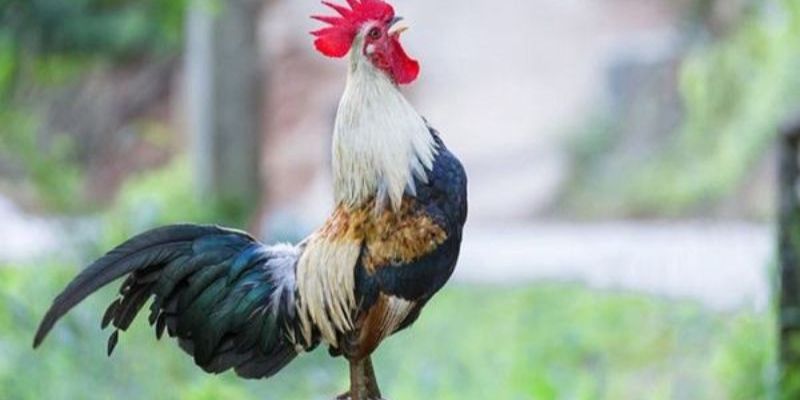 Chiêm bao mơ thấy gà và các con số tham khảo